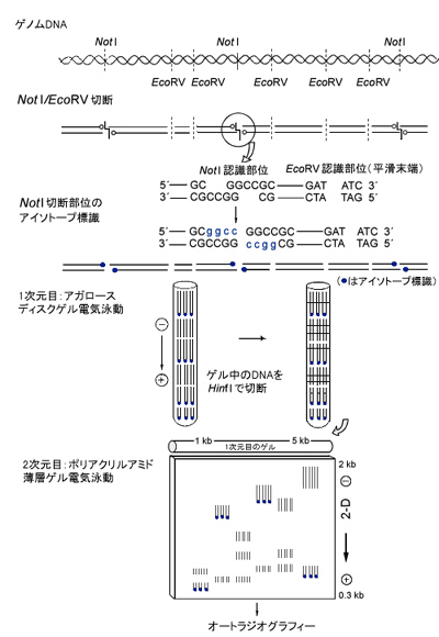 最新電気泳動実験法 日本電気泳動学会